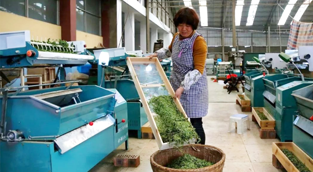 春茶貴如金，茶商如何在短時(shí)間內(nèi)海量備貨？